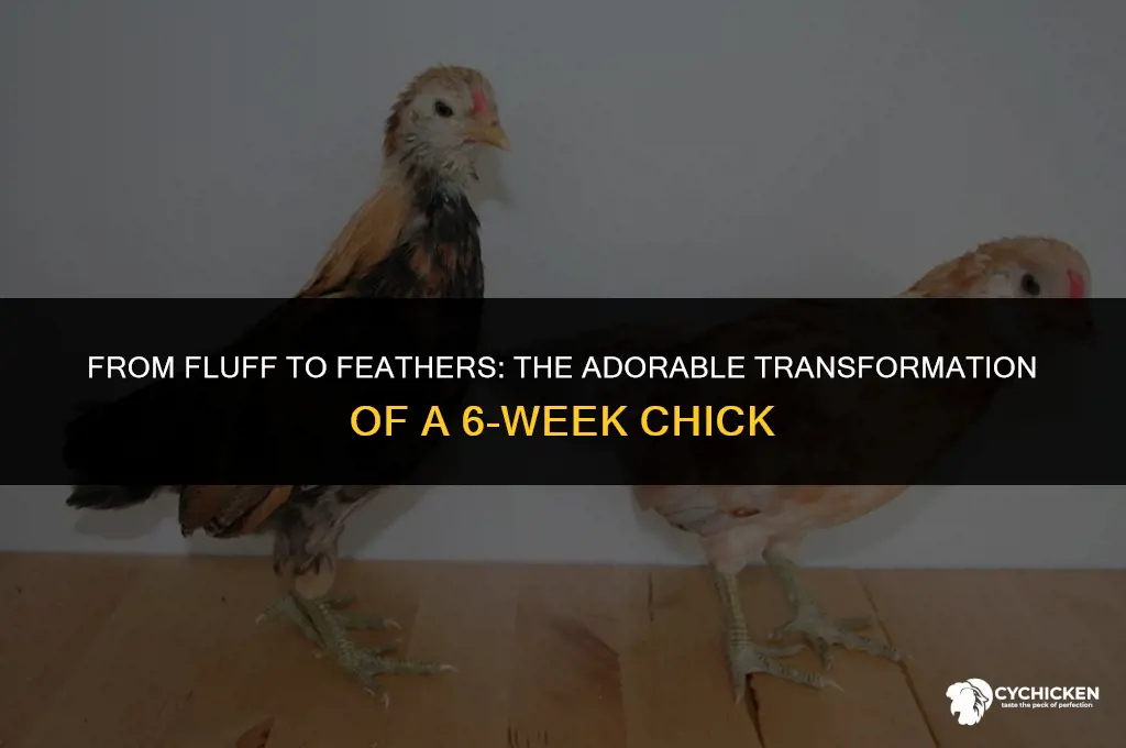 what does a 6 week chick look like