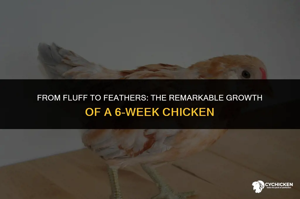 what does a 6 week chicken look like