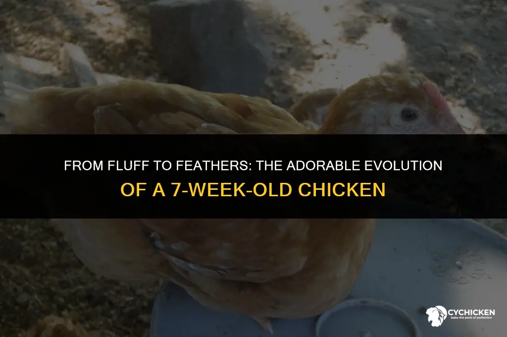 what does a 7 week old chicken look like