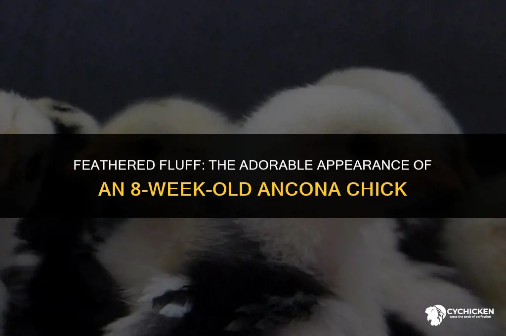 what does a 8 week old ancona chick look like