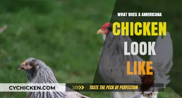 Exploring the Unique Features of Americana Chickens: A Visual Guide