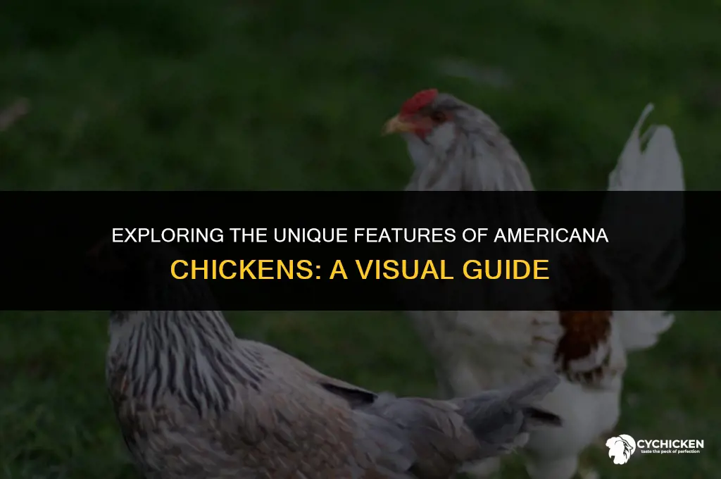 what does a americana chicken look like