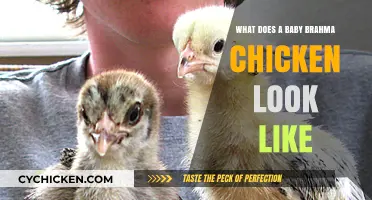Exploring the Adorable Appearance of Baby Brahma Chickens