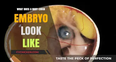 Exploring the Tiny World: A Glimpse into Baby Chick Embryos