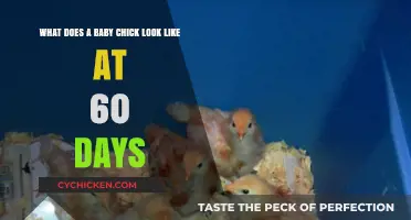 From Fluff to Feathers: A Baby Chick's 60-Day Transformation