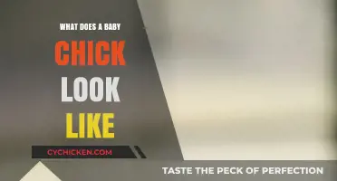 Exploring the Adorable Features of a Baby Chick: A Visual Guide