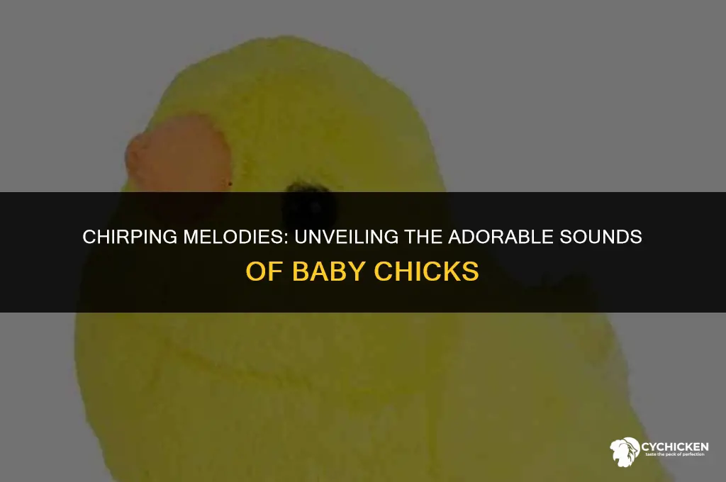 what does a baby chick sound like