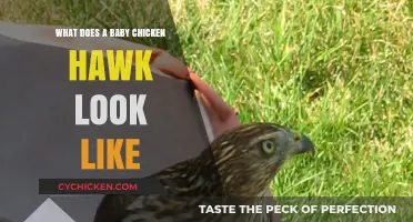 Exploring the Adorable Appearance of Baby Chicken Hawks