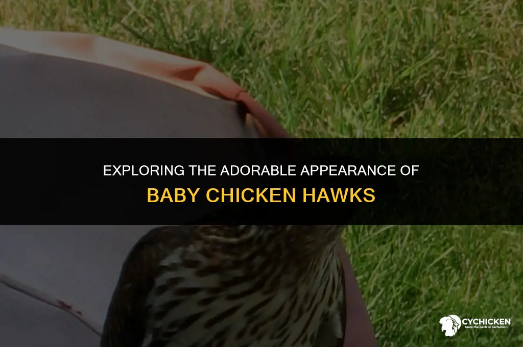 what does a baby chicken hawk look like