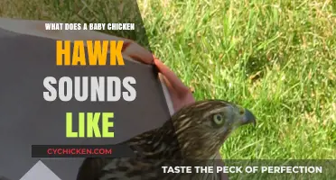 Exploring the Unique Calls of Baby Chicken Hawks: A Sonic Journey