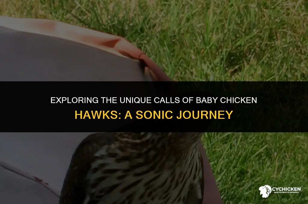 what does a baby chicken hawk sounds like