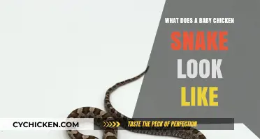 Exploring the Adorable Appearance of Baby Chicken Snakes