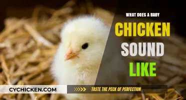 Chirping Melodies: Unveiling the Adorable Sounds of Baby Chickens
