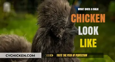 Decoding the Mystery: What Does a Balk Chicken Look Like?