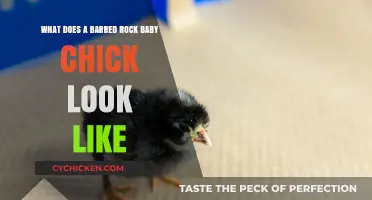 Adorable Barred Rock Baby Chicks: A Visual Guide