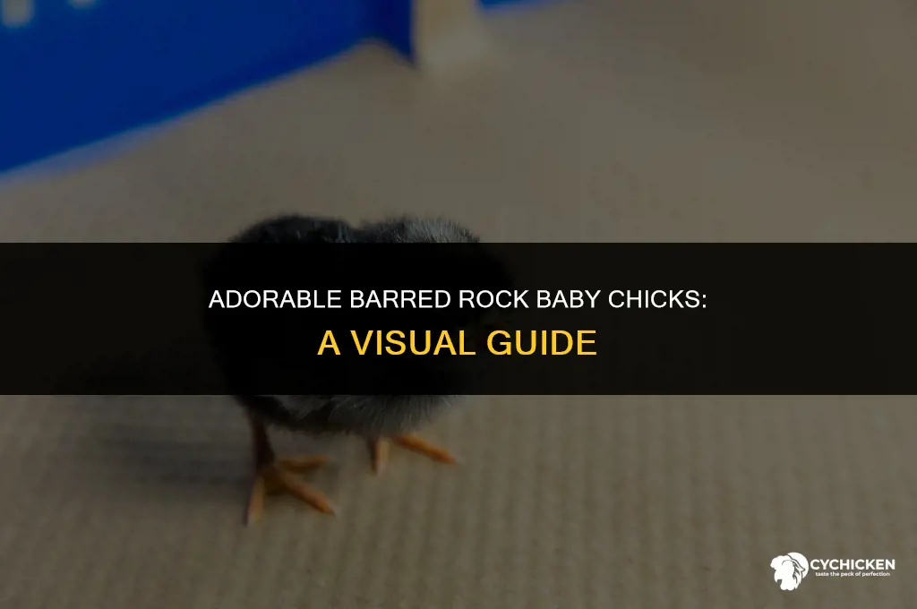what does a barred rock baby chick look like