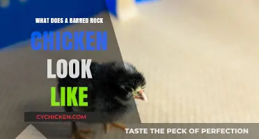 Discover the Unique Appearance of Barred Rock Chickens