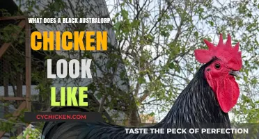 Exploring the Unique Features of Black Australorp Chickens