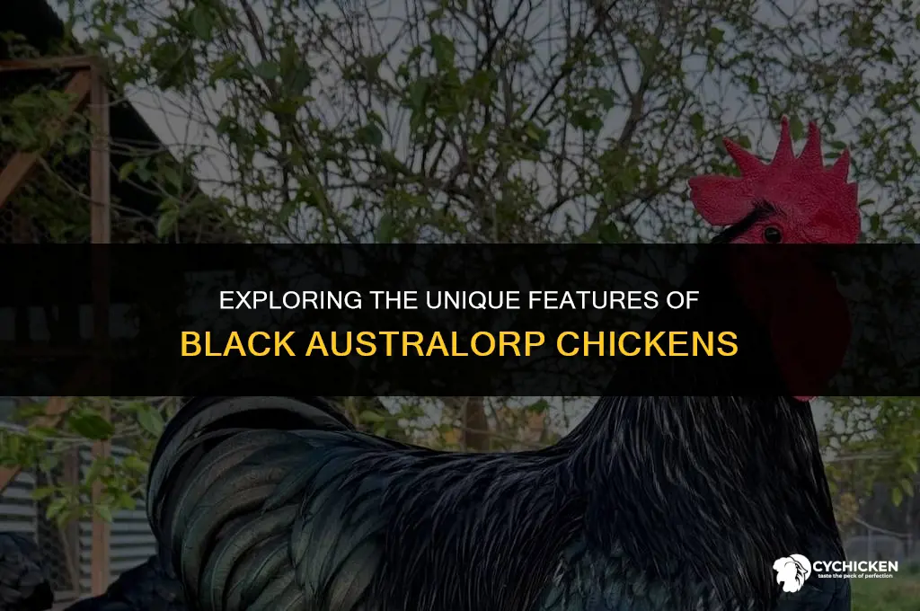 what does a black australorp chicken look like