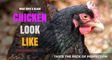 Exploring the Unique Features of Black Chickens: A Visual Guide