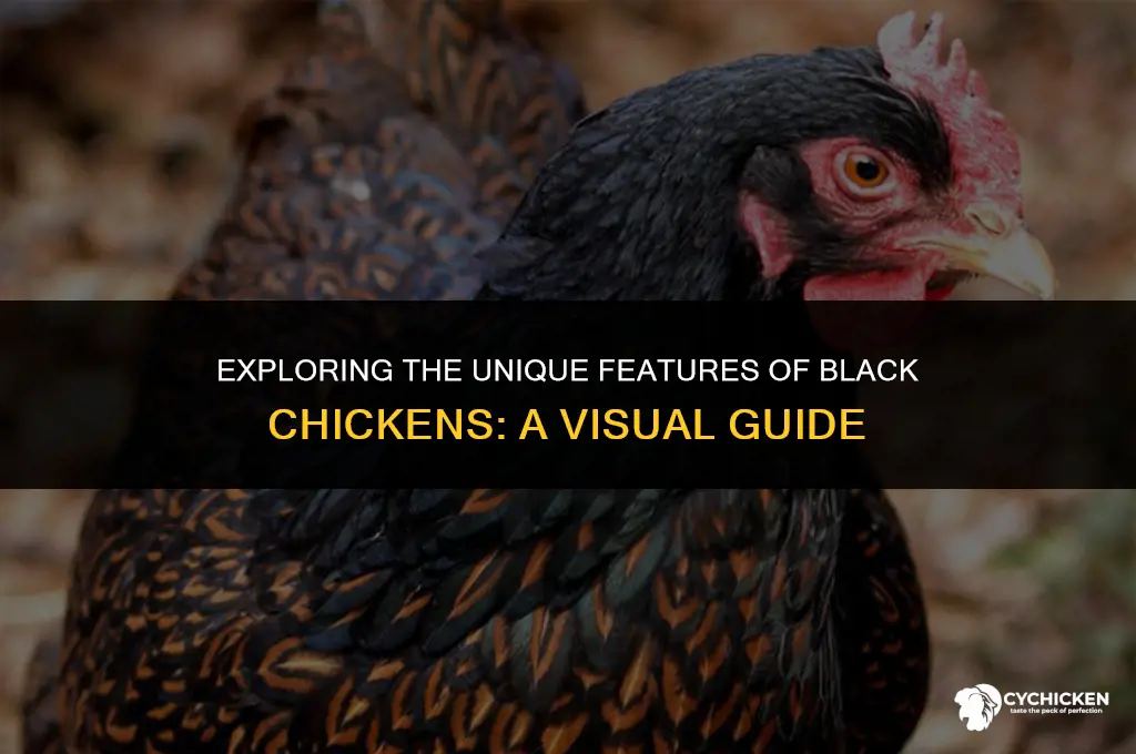 what does a black chicken look like