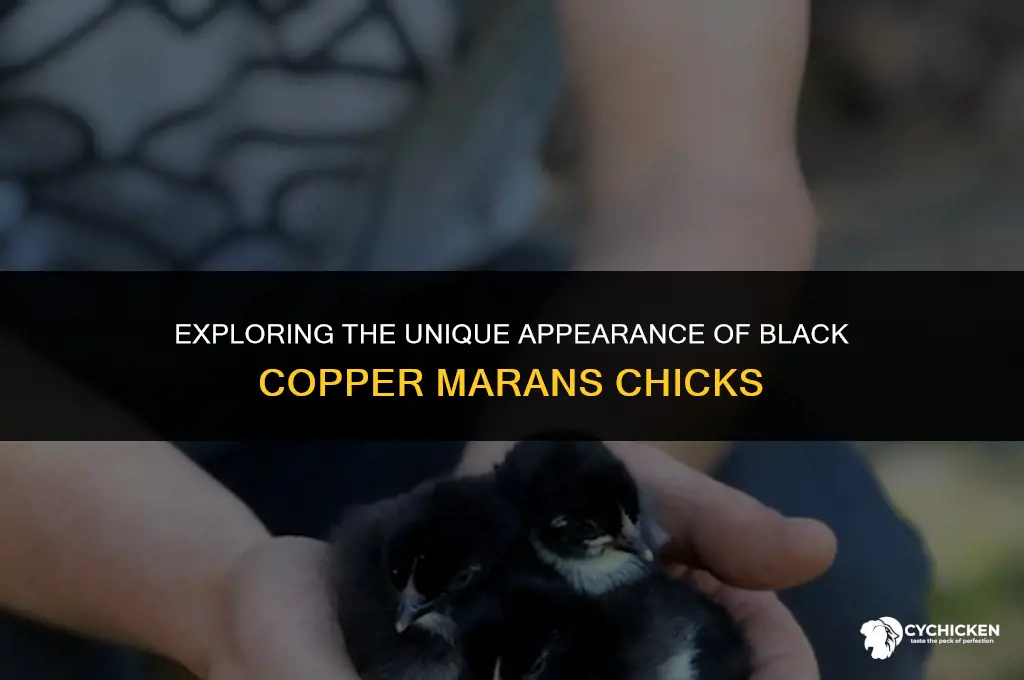 what does a black copper maran chick look like