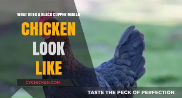 Exploring the Unique Features of Black Copper Marans Chickens