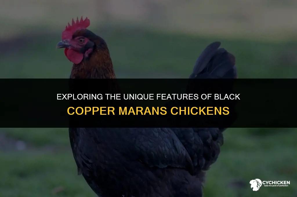 what does a black copper maran chicken look like