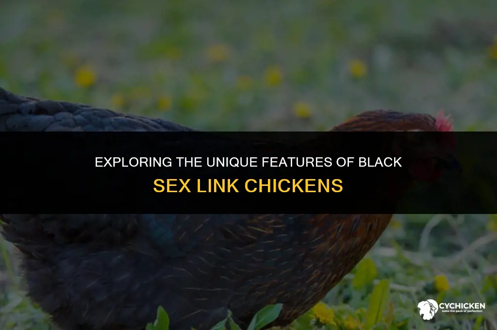 what does a black sex link chicken look like