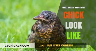 Exploring the Enchanting Appearance of Blackbird Chicks