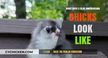 Exploring the Unique Features of Blue Ameraucana Chicks