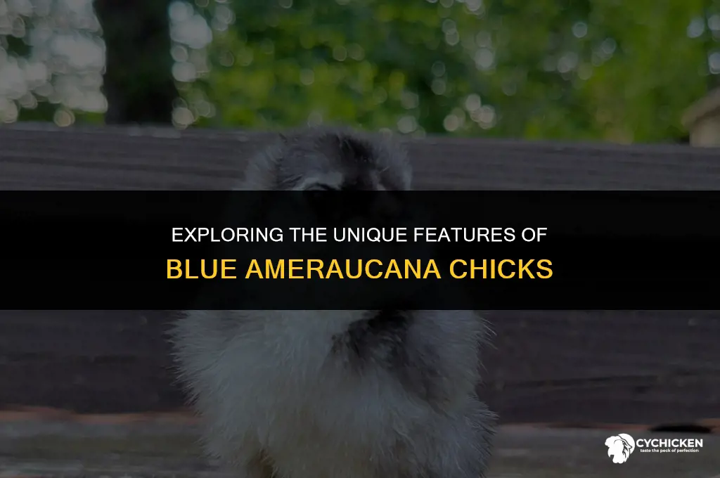 what does a blue ameraucana chicks look like
