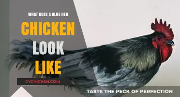 Discover the Unique Features of a Blue Hen Chicken