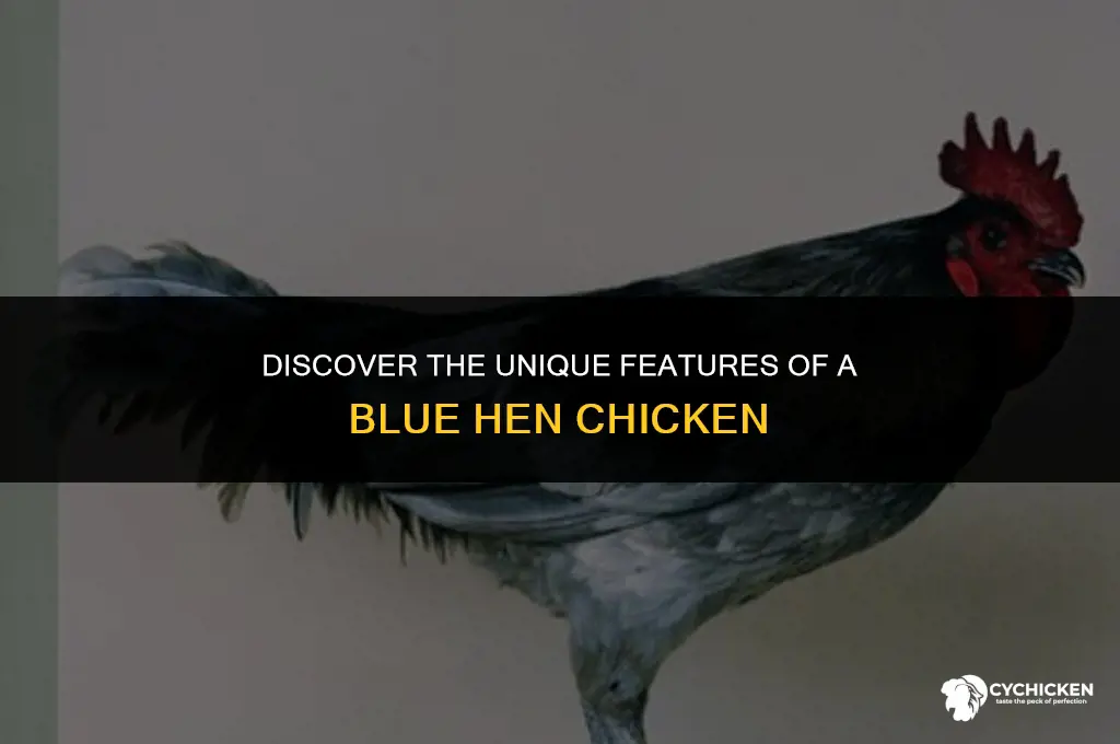 what does a blue hen chicken look like