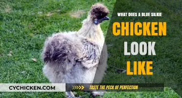 Feathered Elegance: The Unique Charm of Blue Silkie Chickens