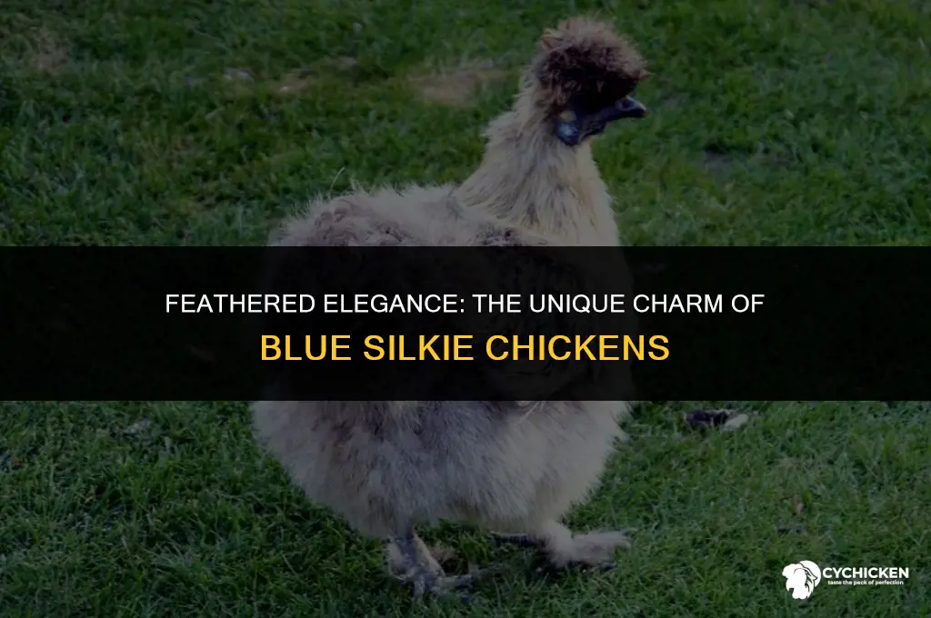 what does a blue silkie chicken look like
