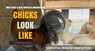 Exploring the Unique Appearance of Blue Wheaten Ameraucana Chicks