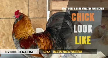 Discover the Unique Charm of Blue Wheaten Americana Chicks