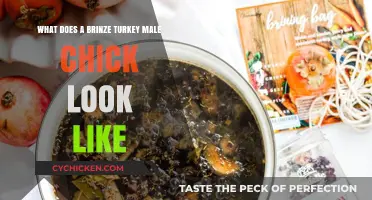 Discover the Unique Appearance of a Brine Turkey Male Chick