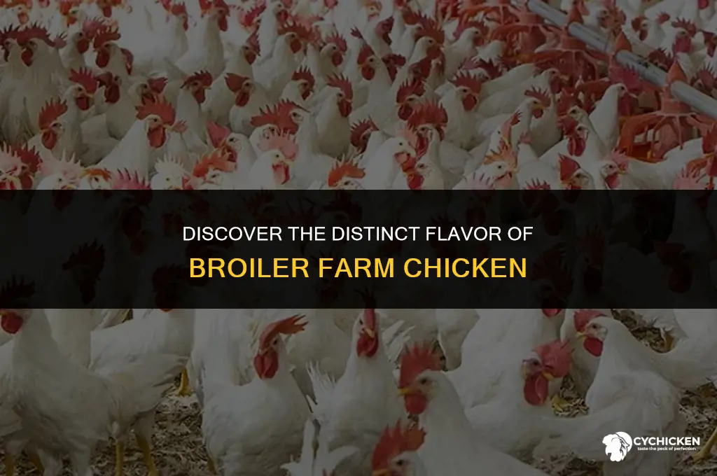 what does a broiler farm chicken taste like