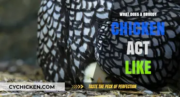 Understanding Broody Behavior: A Guide to Chicken Parenting