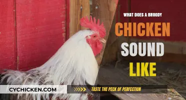 Deciphering the Mysterious Clucks of a Broody Chicken