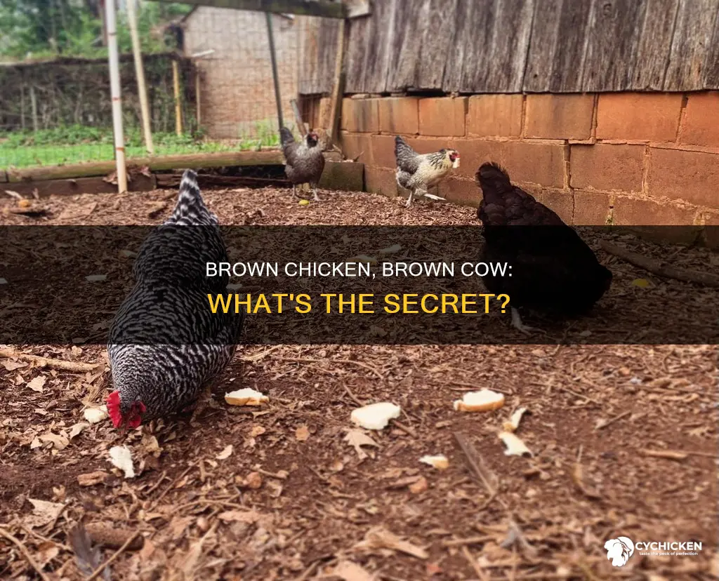 what does a brown chicken tell a brown cow