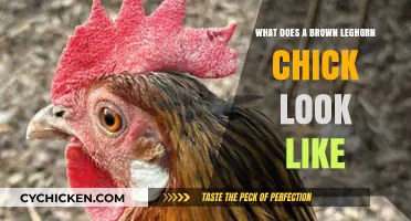 Discover the Unique Appearance of Brown Leghorn Chicks