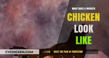 Exploring the Unique Features of Buckeye Chickens: A Visual Guide