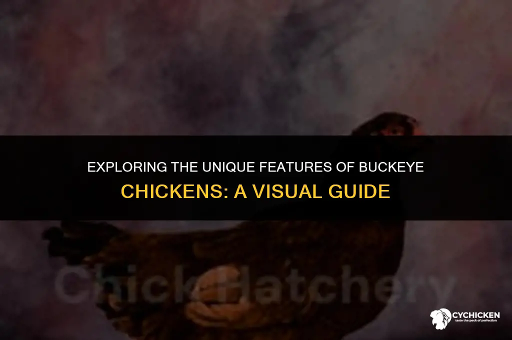 what does a buckeye chicken look like