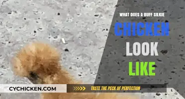 Feathered Elegance: The Unique Appearance of Buff Silkie Chickens