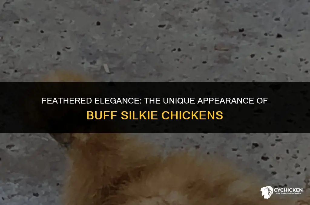 what does a buff silkie chicken look like