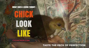 Discover the Adorable Appearance of Bush Turkey Chicks