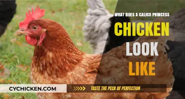 Discover the Unique Beauty of Calico Princess Chickens